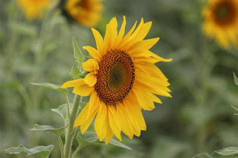 Sonnenblume Blume Gelbe Kostenloses Foto Auf Pixabay Pixabay