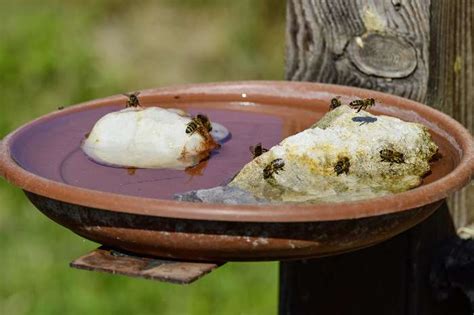 Transform Your Garden Into A Bee Oasis How To Make A Homemade Bee Bath