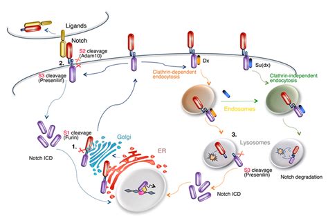 Biomolecules Free Full Text Notch3 In Development Health And Disease