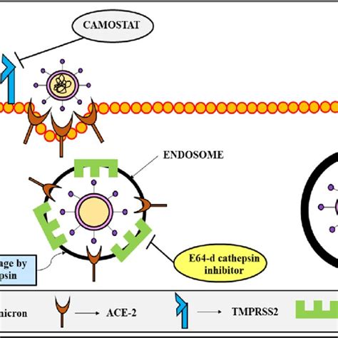 Entry Pathways Of Omicron Plasma Membrane Ace2 And Tmprss2 And Download Scientific Diagram