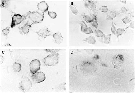 Microscopic Pictures Of Control Miapaca 2 Cells A And Cells Treated