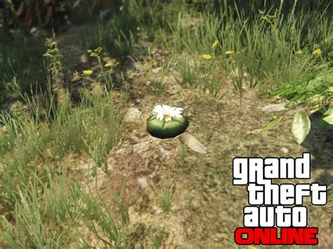 All Peyote Plants Locations In Gta Online In