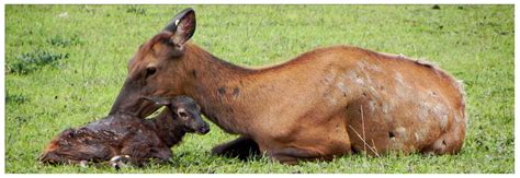 Spring Wildlife Watching in Yellowstone National Park