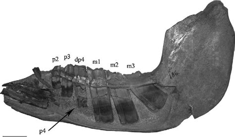 Left Mandible Of Toxodon Platensis Owen 1837 Mlp P186 Showing