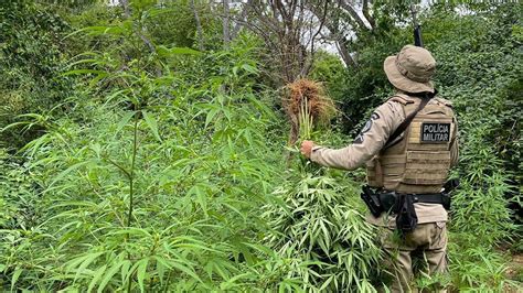 Cerca de 15 mil pés de maconha são erradicados em Curaçá ninguém foi preso