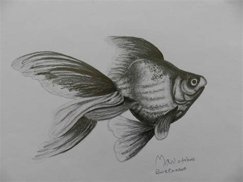 Fish Pencil Drawing at PaintingValley.com | Explore collection of Fish ...