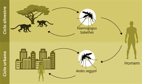 Febre amarela Saúde analisa morte de sete macacos em Guarapuava