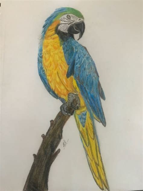 Macaw Yellow Macaw Colored Pencil Drawing Drawings