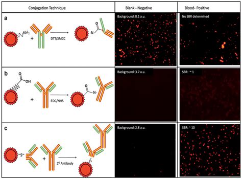 Three Qdantibody Conjugation Strategies Are Shown A First Dtt