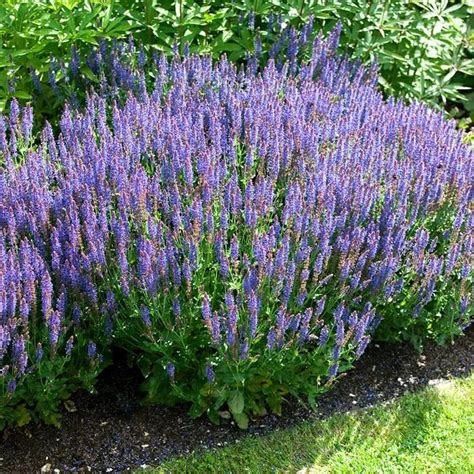 Blue Hill Meadow Sage Meadow Sage American Meadows May Night Salvia