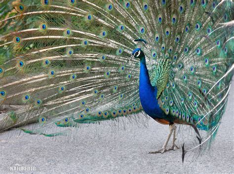 Páv korunkatý | Naturfoto.cz