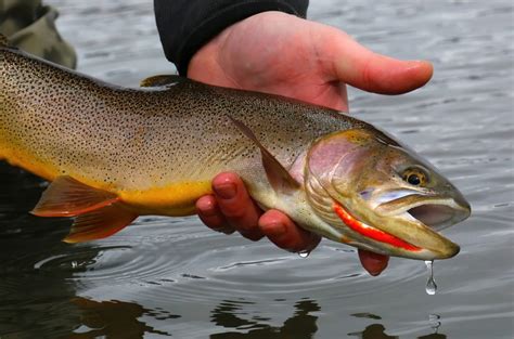 Mastering Cutthroat Trout Fishing Best Times And Techniques For Every