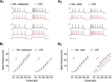 Early Life Inflammation Increases Ca1 Pyramidal Neuron Excitability In