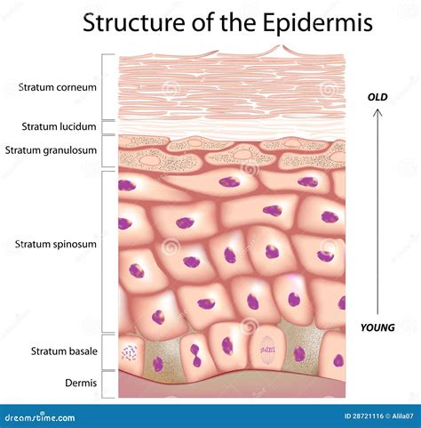 Epiderme Da Pele Ilustração Do Vetor Ilustração De Estrutura 28721116