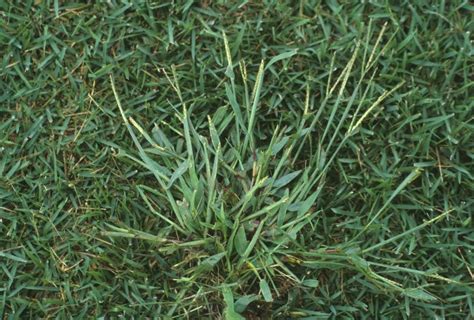 Crabgrass Control Pleasant View Nurseries