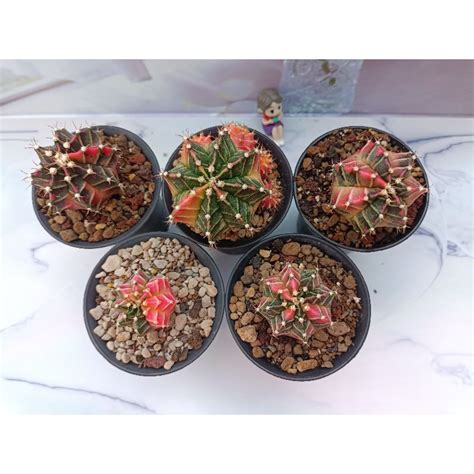 Jual Dapat Kaktus Besar Gymno Miha Starfire Variegata Milo Cactus