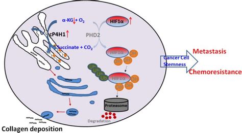 Figure P Ha Induces The Hif Pathway