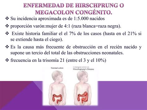 Intestino grueso | PPT