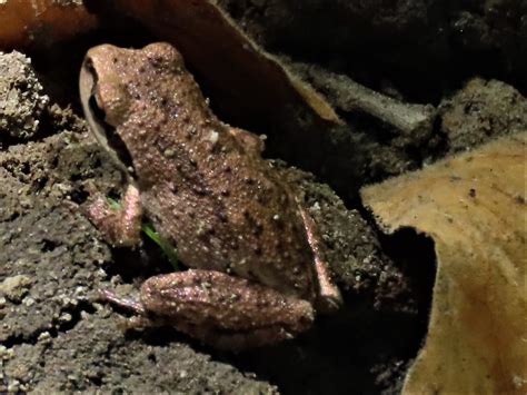 The Interesting And Common Pacific Chorus Frog Mcrcd