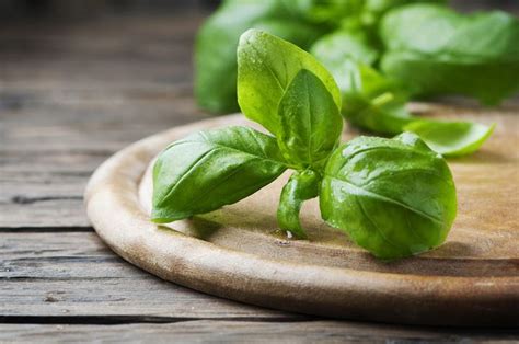 Manfaat Daun Kemangi Untuk Kecantikan Yang Belum Banyak Orang Ketahui