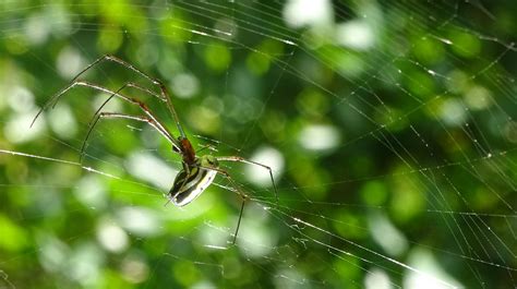 Inseto Aranha Entomologia Teia De Foto Gratuita No Pixabay Pixabay