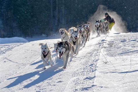 Chiens de traineau Jura Balade chiens de traîneau Jura Tourisme