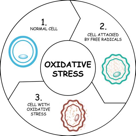 Oxidative Stress Diagram Vector Illustration Design 34988582 Vector Art