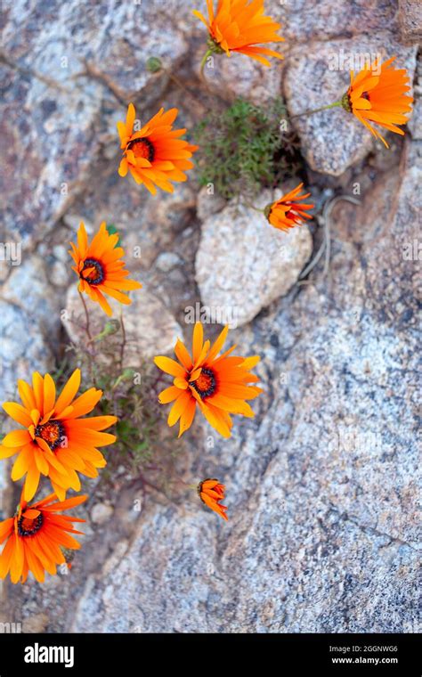 Orange Namaqualand Daisies Stock Photo Alamy