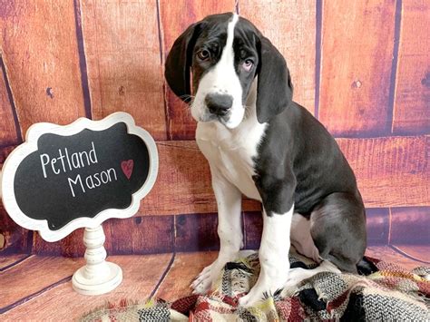 Great Dane Mantle Puppies