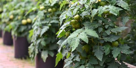 Stages Of Tomato Plant Growth | Life Cycle