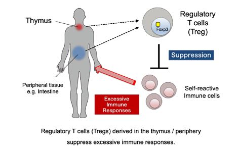 A New Mechanism Of Regulatory T Cell Generation Sakaguchi G In