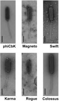 Negative Stain Transmission Electron Micrographs Of The C Crescentus