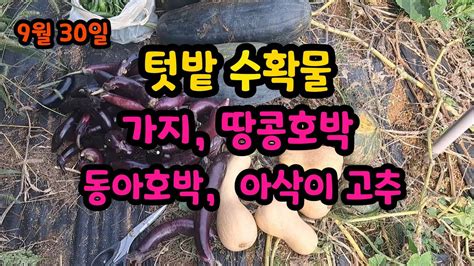 텃밭 수확물 가지 땅콩호박 동아호박 아삭이고추 Youtube