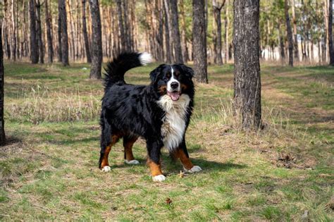 Razze Di Cani Taglia Grande Caratteristiche Cura E Origine