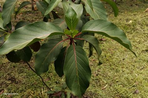 A Tree That Treats Malaria Nature And Culture International