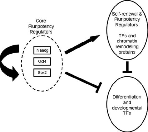 A General Model Of ESC Maintenance OCT4 NANOG And SOX2 Function To