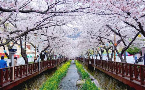 South Korea Cherry Blossom Guide 2020 — The Only Guide You’ll Need ...