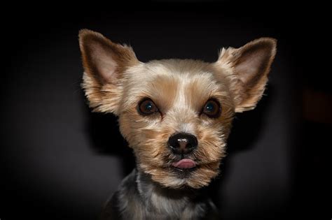 Yorkshire Terrier Haircuts