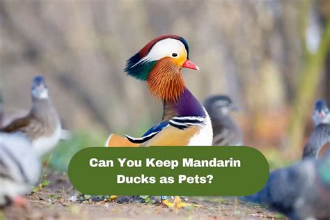 Can You Keep Mandarin Ducks As Pets Read This First Wild Bird Web