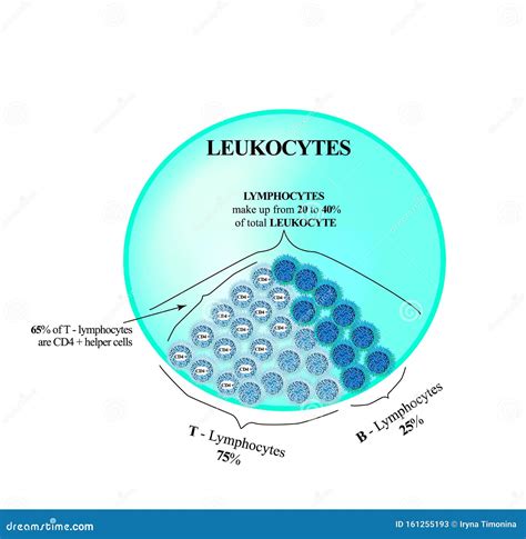 Lymphocytes Make Up from 20 To 40 Percent of the Total Number of Leukocytes. T Lymphocytes and B ...