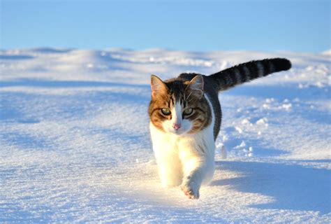 Cute Winter Cats Wallpapers - Wallpaper Cave