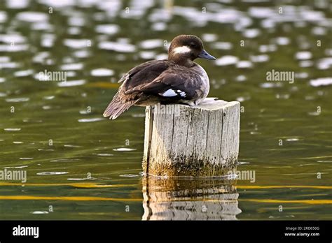 Bufflehead Duck Hi Res Stock Photography And Images Alamy