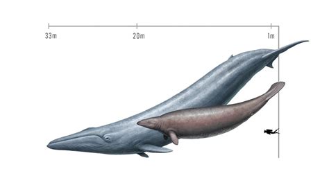 Have blue whales regained their claim to being the biggest animals ever ...