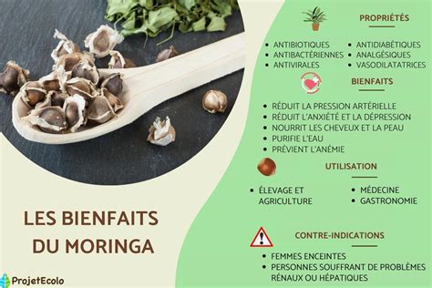 Moringa Bienfaits Utilisation Et Contre Indications