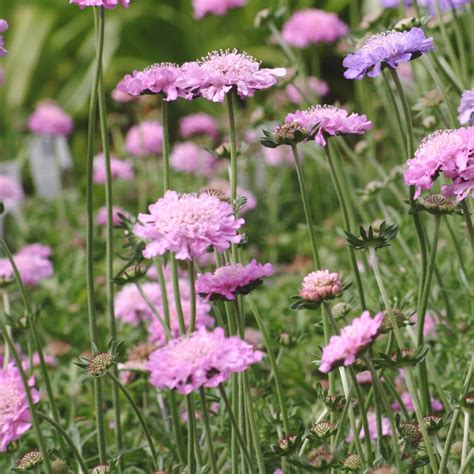 Scabiosa Columbaria Pink Mist Tauben Skabiose Jora Dahl