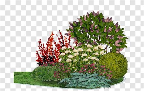 Flower Garden Arborvitae Barberry Conifers - Landscape Design Transparent PNG