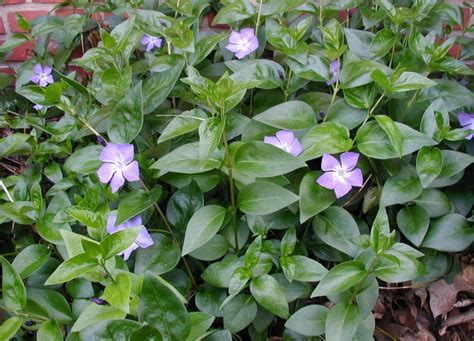 Filevinca Major1 Wikimedia Commons