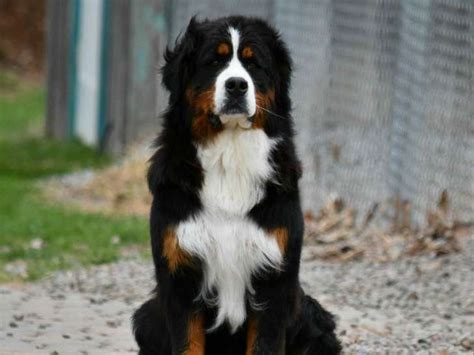 De Michaudville Élevage de Bouvier Bernois à Saint Bernard de