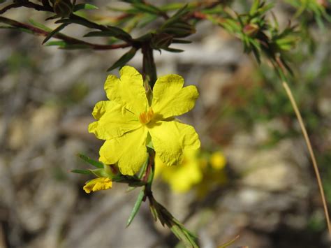 Hibbertia Cistiflora From Marramarra National Park Canoelands NSW AU