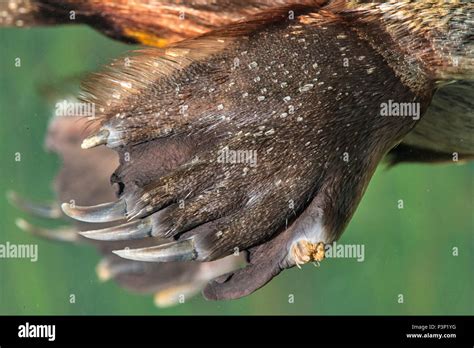 Platypus (Ornithorhynchus anatinus) webbed feet, Tasmania, Australia ...